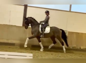 Deutsches Reitpferd, Wallach, 4 Jahre, 168 cm, Brauner