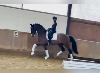 Deutsches Reitpferd, Wallach, 4 Jahre, 168 cm, Brauner