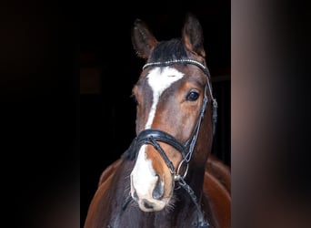 Deutsches Reitpferd, Wallach, 4 Jahre, 168 cm, Dunkelbrauner