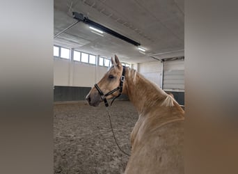 Deutsches Reitpferd, Wallach, 4 Jahre, 168 cm, Palomino