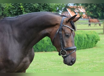Deutsches Reitpferd, Wallach, 4 Jahre, 169 cm, Dunkelbrauner