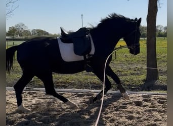 Deutsches Reitpferd, Wallach, 4 Jahre, 169 cm, Rappe