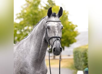 Deutsches Reitpferd, Wallach, 4 Jahre, 169 cm, Schimmel