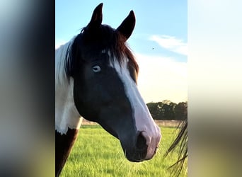 Deutsches Reitpferd, Wallach, 4 Jahre, 169 cm, Tobiano-alle-Farben