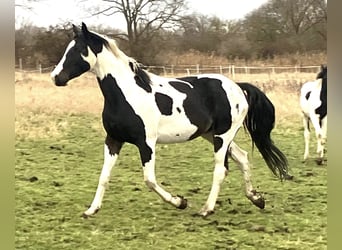 Deutsches Reitpferd, Wallach, 4 Jahre, 169 cm, Tobiano-alle-Farben