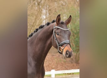 Deutsches Reitpferd, Wallach, 4 Jahre, 170 cm, Dunkelbrauner