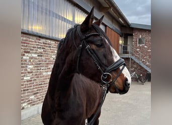 Deutsches Reitpferd, Wallach, 4 Jahre, 170 cm, Dunkelbrauner