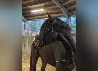 Deutsches Reitpferd, Wallach, 4 Jahre, 170 cm, Dunkelbrauner