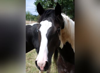 Deutsches Reitpferd, Wallach, 4 Jahre, 170 cm