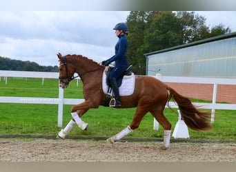 Deutsches Reitpferd, Wallach, 4 Jahre, 170 cm, Fuchs Deutsches Reitpferd, Wallach, 4 Jahre, 170 cm, Fuchs