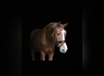 Deutsches Reitpferd, Wallach, 4 Jahre, 170 cm, Fuchs