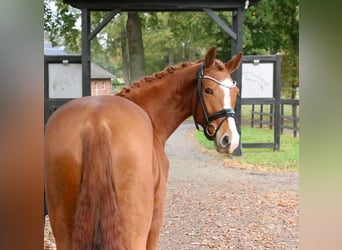 Deutsches Reitpferd, Wallach, 4 Jahre, 170 cm, Fuchs