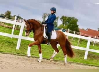 Deutsches Reitpferd, Wallach, 4 Jahre, 170 cm, Fuchs