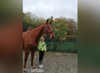 Deutsches Reitpferd, Wallach, 4 Jahre, 170 cm, Fuchs