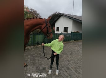 Deutsches Reitpferd, Wallach, 4 Jahre, 170 cm, Fuchs