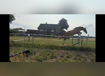 Deutsches Reitpferd, Wallach, 4 Jahre, 170 cm, Fuchs