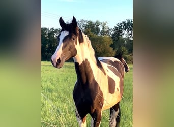 Deutsches Reitpferd, Wallach, 4 Jahre, 170 cm, Schecke