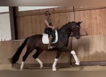 Deutsches Reitpferd, Wallach, 4 Jahre, 171 cm, Dunkelbrauner