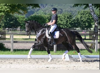 Deutsches Reitpferd, Wallach, 4 Jahre, 171 cm, Rappe