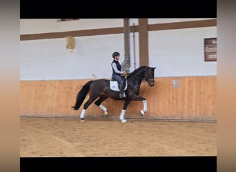 Deutsches Reitpferd, Wallach, 4 Jahre, 171 cm, Schwarzbrauner