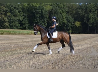 Deutsches Reitpferd, Wallach, 4 Jahre, 174 cm, Dunkelbrauner