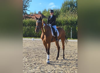 Deutsches Reitpferd, Wallach, 4 Jahre, 176 cm, Brauner