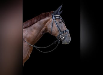 Deutsches Reitpferd, Wallach, 4 Jahre, 176 cm, Dunkelfuchs