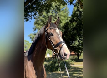Deutsches Reitpferd, Wallach, 4 Jahre, 178 cm