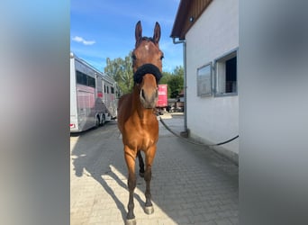 Deutsches Reitpferd, Wallach, 4 Jahre, 180 cm, Brauner