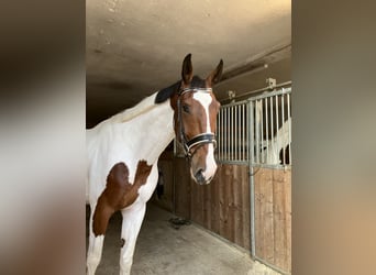 Deutsches Reitpferd, Wallach, 4 Jahre, 184 cm, Schecke