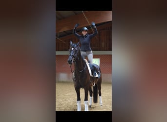 Deutsches Reitpferd, Wallach, 4 Jahre, Dunkelbrauner