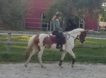 Deutsches Reitpferd, Wallach, 5 Jahre, 143 cm, Schecke