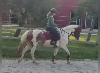 Deutsches Reitpferd, Wallach, 5 Jahre, 143 cm, Schecke