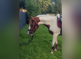 Deutsches Reitpferd, Wallach, 5 Jahre, 143 cm, Schecke