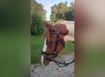 Deutsches Reitpferd, Wallach, 5 Jahre, 143 cm, Schecke