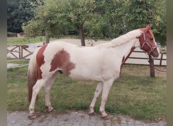 Deutsches Reitpferd, Wallach, 5 Jahre, 143 cm, Schecke