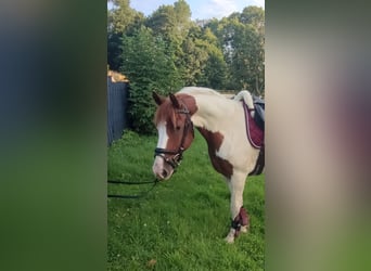 Deutsches Reitpferd, Wallach, 5 Jahre, 143 cm, Schecke