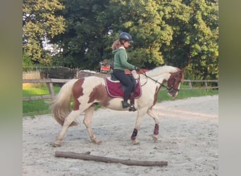 Deutsches Reitpferd, Wallach, 5 Jahre, 143 cm, Schecke