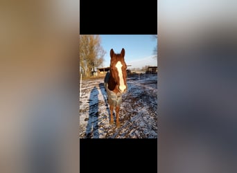 Deutsches Reitpferd Mix, Wallach, 5 Jahre, 153 cm, Fuchs