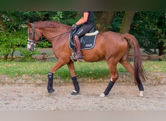 Deutsches Reitpferd, Wallach, 5 Jahre, 157 cm, Fuchs