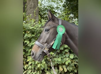 Deutsches Reitpferd, Wallach, 5 Jahre, 160 cm, Dunkelbrauner