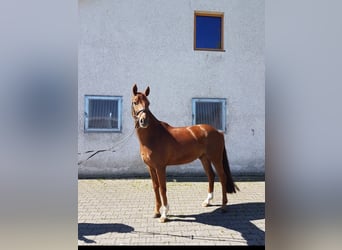 Deutsches Reitpferd, Wallach, 5 Jahre, 160 cm, Fuchs