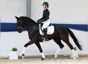 Deutsches Reitpferd, Wallach, 5 Jahre, 160 cm, Rappe