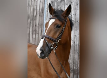 Deutsches Reitpferd, Wallach, 5 Jahre, 162 cm, Brauner