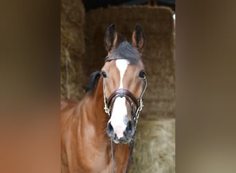 Deutsches Reitpferd, Wallach, 5 Jahre, 162 cm, Brauner