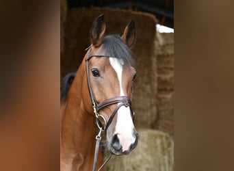 Deutsches Reitpferd, Wallach, 5 Jahre, 162 cm, Brauner