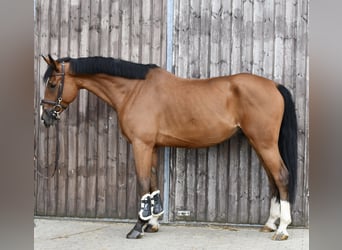 Deutsches Reitpferd, Wallach, 5 Jahre, 162 cm, Brauner