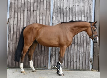 Deutsches Reitpferd, Wallach, 5 Jahre, 162 cm, Brauner