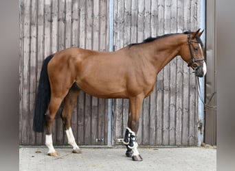 Deutsches Reitpferd, Wallach, 5 Jahre, 162 cm, Brauner