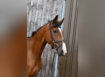 Deutsches Reitpferd, Wallach, 5 Jahre, 162 cm, Brauner